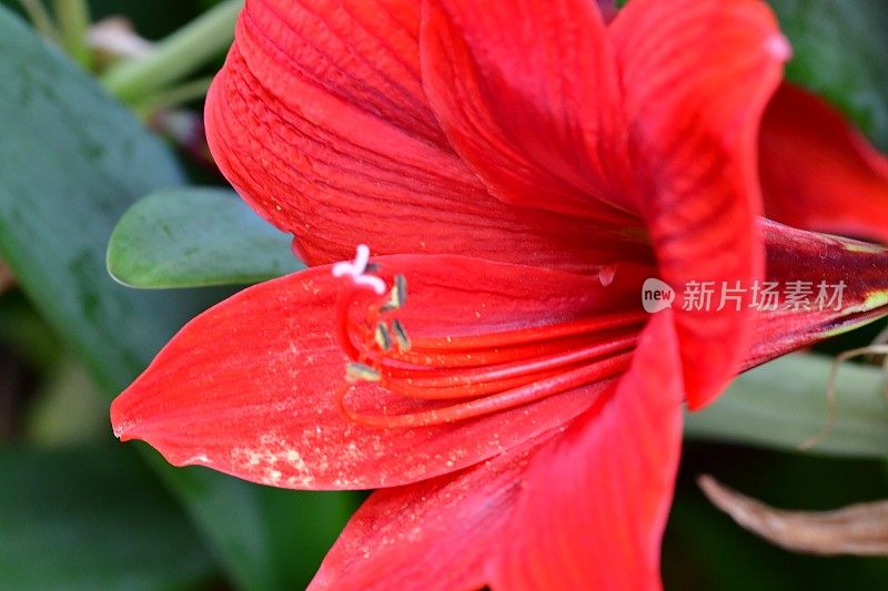 孤挺花/ Hippeastrum